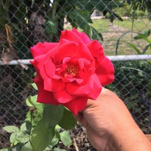 Meet your Posher, Ana